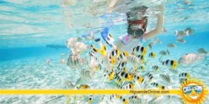 Listado de peces para la pesca deportiva en Higuerote, Barlovento