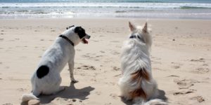 Hospedajes y casas playeras que aceptan mascotas en Higuerote