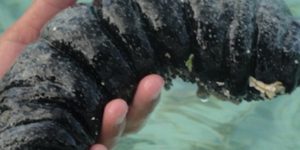 El Pepinillo de Mar o la Holoturia ¿Sabías que esto se come? y Tú que opinas?