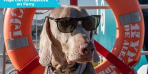 10 Preguntas y Respuestas de Viajar en Ferry con tu Mascota a  Margarita